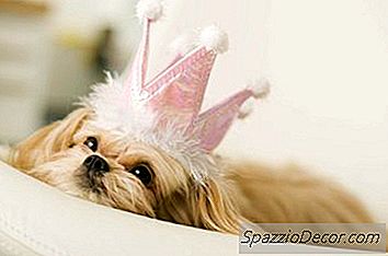 Cara Menangani Anjing Kecil, Yappy & Growling