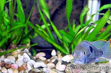 Cara Menghias Tangki Cichlid