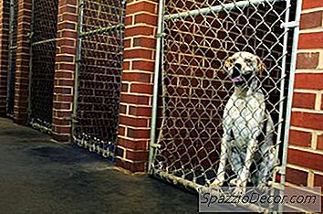 ラン付きの屋内犬小屋を設計する方法