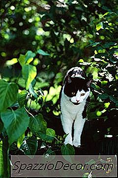 Come Uccidere I Gatti Dagli Alberi Rampicanti