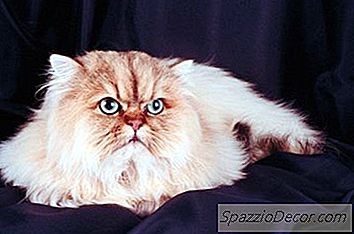 Comment Déterminer La Couleur D'Un Chaton De L'Himalaya