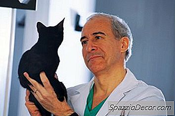 Hur Man Diagnostiserar En Katt Med Ett Sternumbenproblem