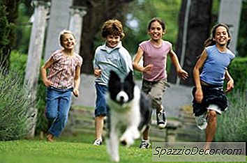 Wie Man Hunde Diszipliniert, Wenn Sie Weglaufen