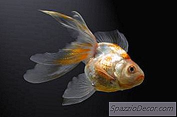 Hoe Een Fantail Goldfish Te Onderscheiden Van Een Veiltail