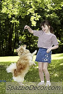 どのように子犬に前向きなしつけをするか