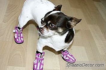 Wie Sie Ihre Chihuahua Für Den Winter Anziehen