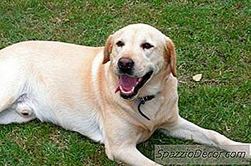 Como Eliminar Os Resíduos Do Cão Odores