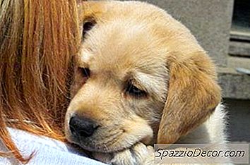 Come Stimare La Crescita Dei Cuccioli Di Labrador