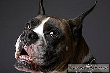 ボクサーの子犬を養う方法