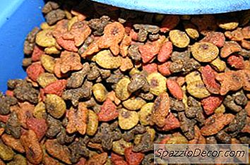 Cum Să Hrănești O Pisică În Timp Ce Ești Departe