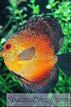 Como Alimentar Um Peixe-Boi