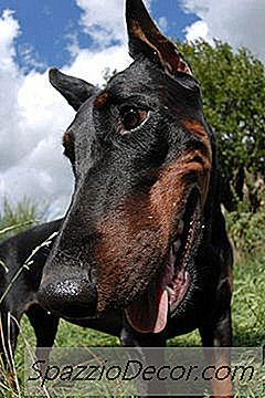 Cómo Alimentar A Un Doberman Pinscher