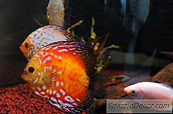 Jak Karmić Całowanie Gourami