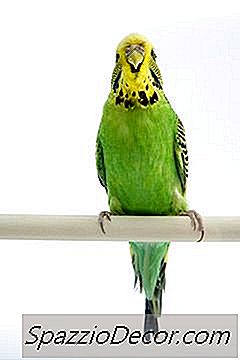 Làm Thế Nào Để Nuôi Một Viên Parakeet