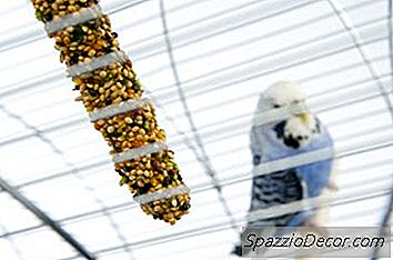 Cómo Alimentar Periquitos De Fruta Fresca