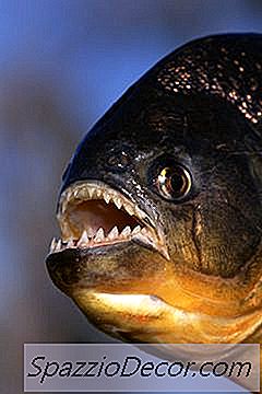 Как Да Филтрираме Аквариумната Вода Със Мъх Сфагнум