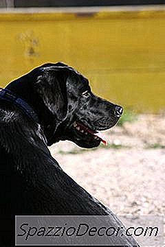 Een Hond Zoeken Op Akc-Registratienummer