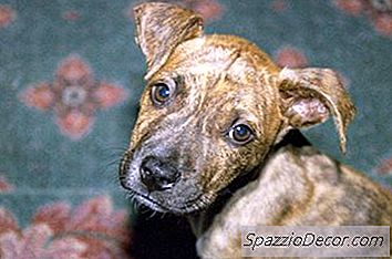 Bagaimana Untuk Cari Out Apa Pit Bull Yang Saya Miliki