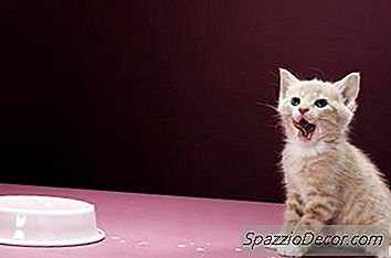 Flea Baad Een Kitten