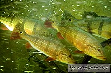 Cómo Obtener La Alcalinidad En Un Acuario