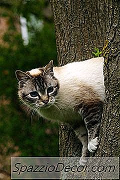 Kako Izvaditi Mačku Iz Vrlo Visokog Stabla