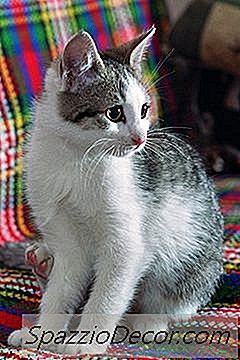 Kanker Van Kattenurine Uit Kleren Halen