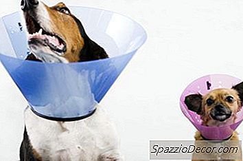 Jak Získat Doprovodného Psa Pro Existujícího Psa
