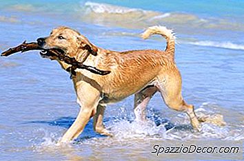 Как Да Накарам Куче, Което Да Спре Да Бъде Мързеливо