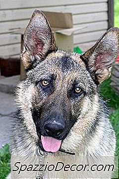 Cara Dapatkan Gembala Jerman Untuk Berhenti Menggali