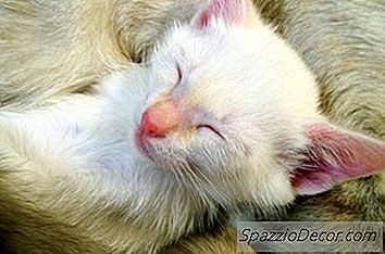 子猫を料理から食べさせる方法
