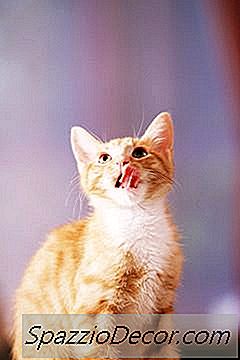 Cara Dapatkan Anak Kucing Untuk Tenang