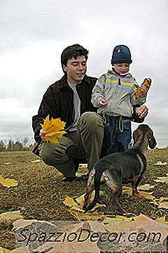 Hur Man Får En Valp Från Att Äta Blad Och Smuts