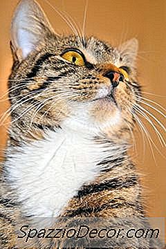 Cómo Deshacerse De La Caspa De Gato