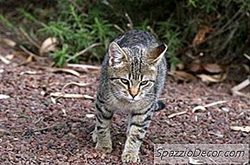 Uit De Buurt Raken Van Kattengeuren Buiten