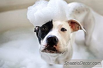 Cara Menyingkirkan Bulu Anjing