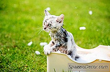 Flea-Eier Auf Katzen Loswerden