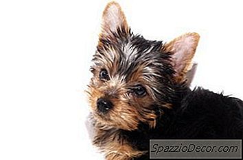 Ako Sa Zbaviť Bĺch Na Svojom Yorkie