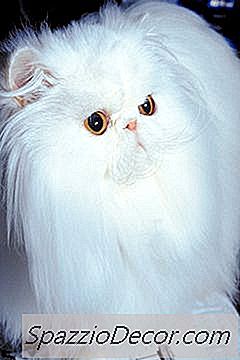 Как Да Се Отървете От Козината На Козината При Котка