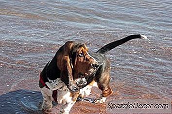 Cómo Deshacerse De Un Olor En Las Orejas De Un Perro