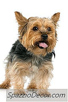 Como Fazer O Cabelo De Um Terrier Silky Crescer