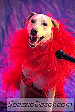So Holen Sie Ihren Hund In Show Business