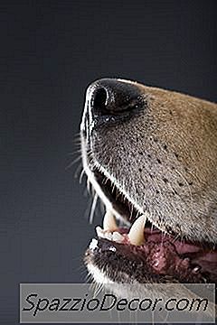 Como Fazer O Seu Cão Começar A Latir Para As Pessoas Na Porta Da Frente