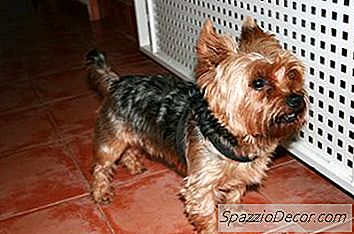 Как Да Получите Кученцето Си Yorkie, За Да Разберете Кога Той Трябва Да Излезе