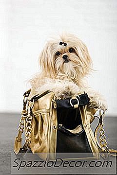 Cómo Darle A Un Perro De Pelo Largo Un Baño Perfecto