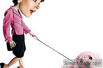 Como Groom Cockapoos