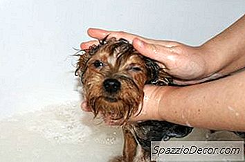 Como Cuidar De Um Cão Que Não Coopera