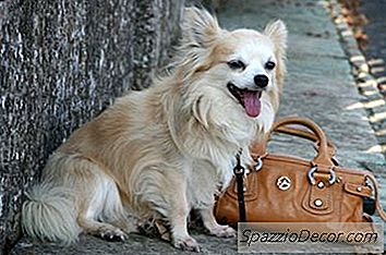Come Governare Un Chihuahua A Pelo Lungo