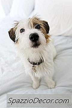 如何培养一头有线的Parson Russell Terrier？
