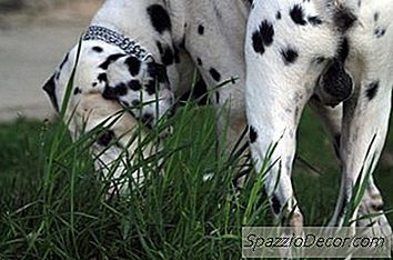 Slik Dyrker Du Gress Med Hundene Rundt