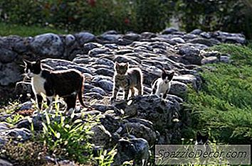 Como Lidar Com Problemas De Gatos Selvagens